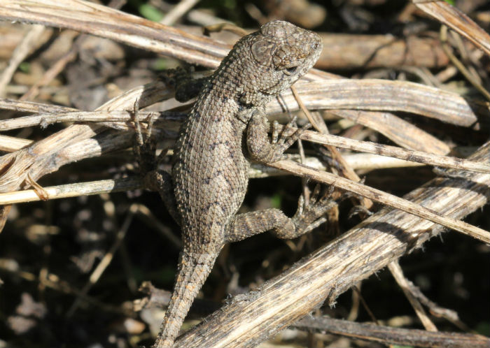 Eastern Fence Lizard